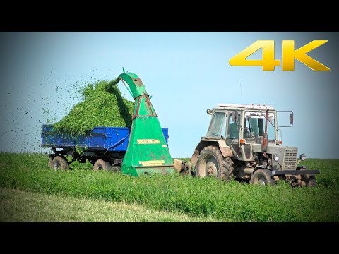 Видео: Старый трактор МТЗ-80 с косилкой КИР-1,5М - заготовка подкормки для фермы