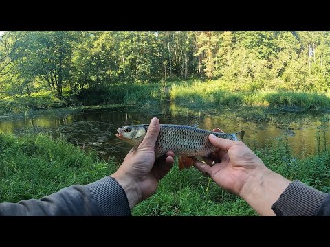 Видео: Воблер за 100 рублей ловит плотву!!!