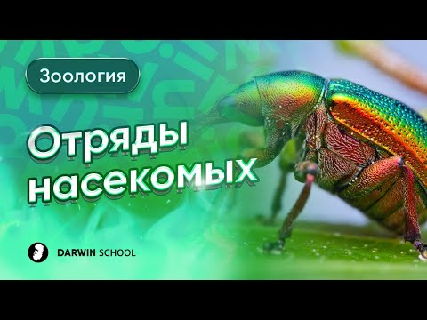 Видео: Тема №7: Отряды насекомых