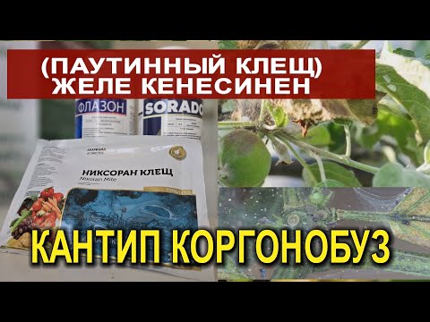Видео: АЛМА БАК, ТӨӨ БУУРЧАКТАРДЫ КАПТАГАН " ЖЕЛЕ КЕНЕСИНЕ" КАРШЫ КАНДАЙ ДАРЫ ЧАЧУУ КЕРЕК