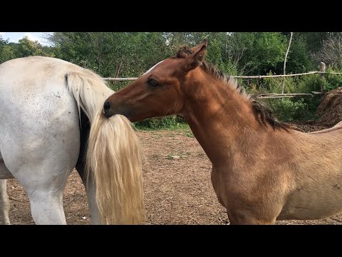 Видео: Жеребенок ведет себя как жеребец. Жизнь в деревне с лошадьми