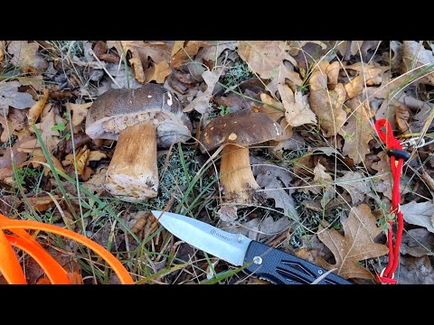 Видео: Первые грибы после засухи