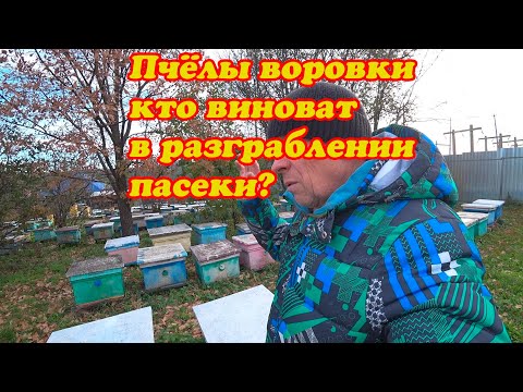 Видео: РАЗГРОБЛЕНИЕ СОСЕДНИХ ПАСЕК ПРИВОЗНЫМИ ПЧЁЛАМИ ЗАМОРСКИХ ПОРОД, МИФ ИЛИ РЕАЛЬНОСТЬ
