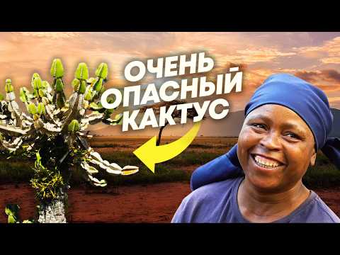 Видео: Как живут люди в ЮАР. Крайне опасный кактус, самое толстое дерево и рефлексотерапия иглами дикобраза