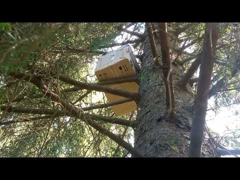 Видео: Первый рой на 5 маршруте