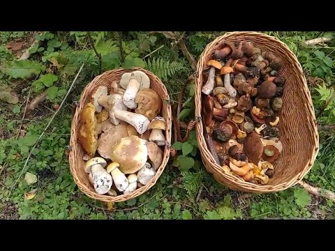 Видео: БЕЛЫЕ ГРИБЫ, РЫЖИКИ, МАСЛЯТА, ПОДОСИНОВИКИ, ДУБОВИКИ и многое другое!!! 15 августа 2021 год.