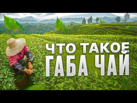 Видео: Что такое габа чаи | секрет спокойного вечера | габа улуны | чаёк