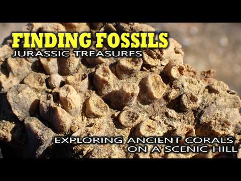 Видео: Сокровища Юрского периода: исследование древних кораллов на живописном холме