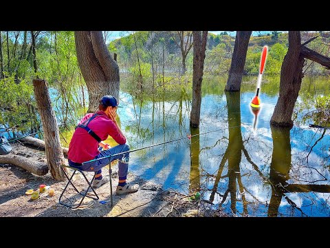 Видео: В ЗАТОПЛЕННОМ ЛЕСУ! Рыбалка с Сыном на КАРАСЯ и КАРПА в Диких Местах!