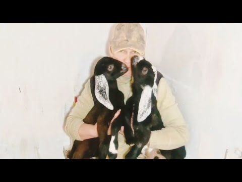 Видео: Успеваем на два дома🏘️ Хозяйство в приоритете 👨‍🌾🐐🐐🐐