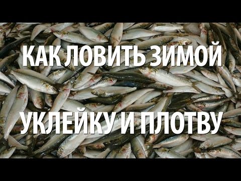 Видео: ЛОВЛЯ УКЛЕЙКИ и ПЛОТВЫ ЗИМОЙ на МОРМЫШКУ со ЛЬДА