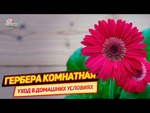 Видео: Трансваальская ромашка или гербера комнатная: уход в домашних условиях