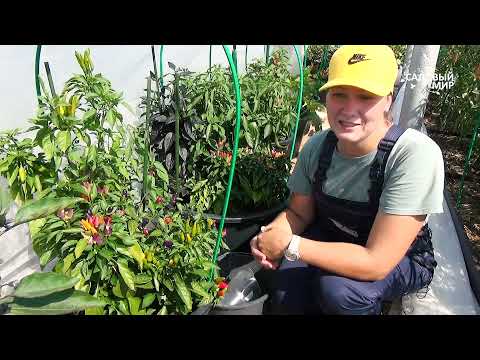 Видео: Опадание завязей у перца в середине лета: две основные причины.