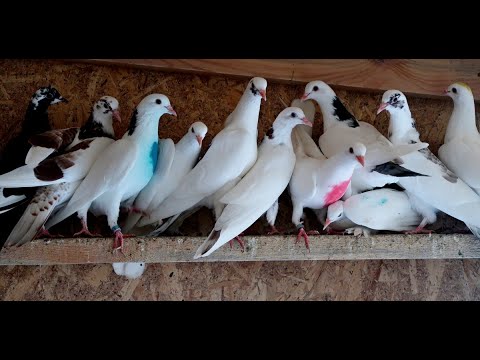 Видео: Как добиться хороших результатов?