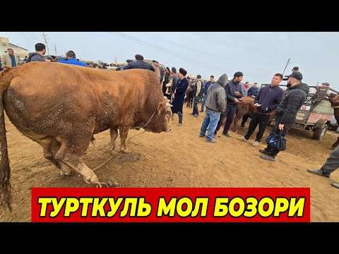 Видео: 3 ноября 2024 г. ТУРТКУЛЬ МОЛ БОЗОР НАРХЛАРИ