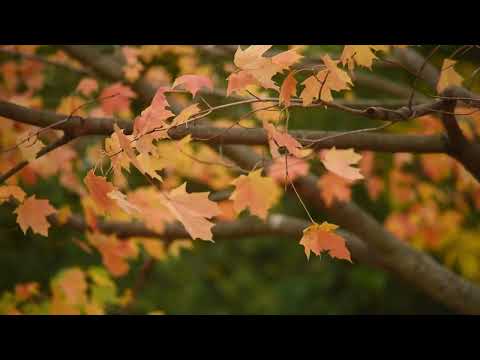 Видео: Autumn is beautiful. Осень, красивая природа.  Music enіgma style