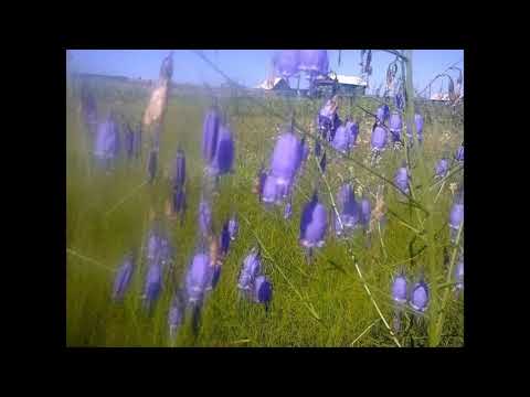 Видео: Мы из деревне родом - Шаралдай