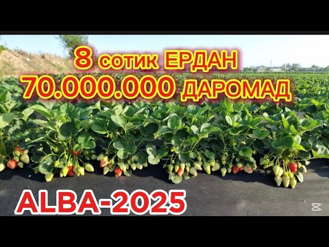 Видео: САМАРКАНДЛИК ДЕХКОН ФИКРИ. ДАРОМАДИ ВА ХОСИЛИ. АЛБА-2025 #biznes #alba #agro #strawberry 