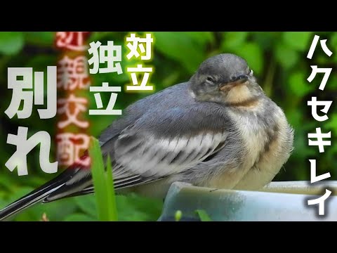 Видео: Цыплята в начале лета — два прощания