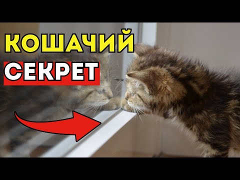 Видео: 🙀 7 тайн кошачьего поведения что видят кошки за окном, чего не видим мы