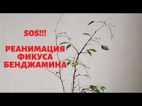 Видео: Фикус Бенджамина. Реанимация. Часть 1.