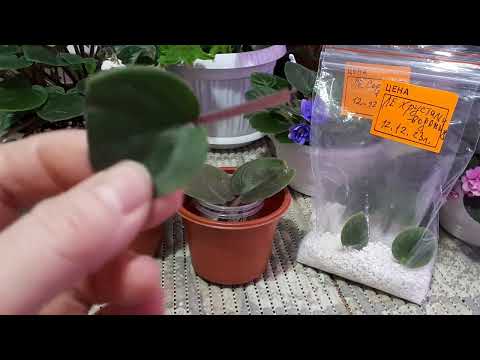 Видео: Фиалки! 🌺Как СОКРАТИТЬ СРОК 🌺от Укоренения листа до появления деток? Пересадка листиков в Грунт🌺