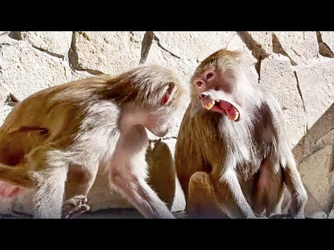 Видео: Люся заглядывает к Лиде в рот, у той аж челюсть свело! Сидят рядом, аж подозрительно! Елисей один.