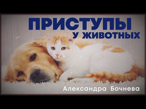 Видео: Приступы у животных