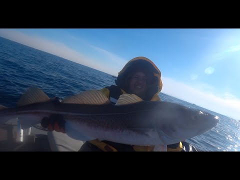 Видео: Баренцево море 2022 треска Barents Sea fishing for cod!