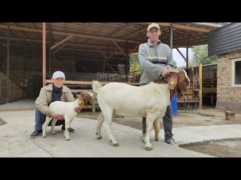 Видео: Кыргызстанга биринчи жолу БУРСКИЙ эчкилер келди || Дорпер эчкилер || Пардавай Абдраимов