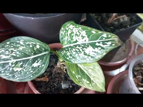 Видео: ГУЛЛАРИМНИ БИР КУРИНГЛАР🌹🌷🪻🍀🌹🌷🪻🍀