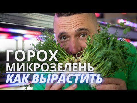 Видео: Микрозелень горох технология и лайфхаки Зеленого шефа барботирование семян