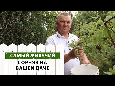 Видео: Как избавиться от ПОРТУЛАКА? Надежнее средства НЕТ!