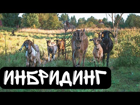 Видео: ИНБРИДИНГ. вся правда о межродственном скрещивании