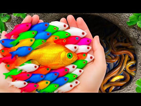 Видео: Поймайте красивых пресноводных аквариумных рыбок в небольшом пруду: неоновых рыбок, мальков череп...