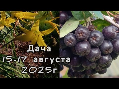 Видео: Дача во тьме, раундап не справился, первые и последние шашлыки в этом сезоне. 15-17 августа 2025г