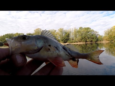 Видео: Рыбалка на окуня в октябре  Рыбалка на Днестре 2025