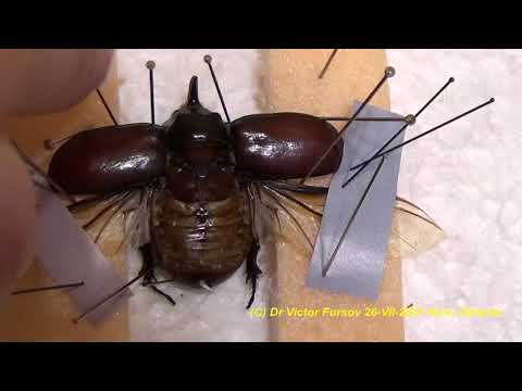 Видео: Как Расправить Крылья и Смонтировать Жука Носорога? #насекомые #Коллекция Жуков. #Энтомология