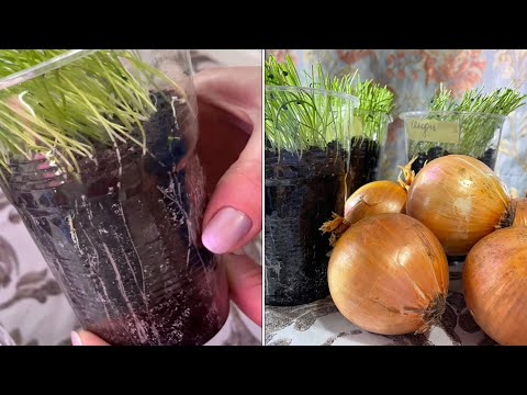 Видео: Как вырастить КРУПНЫЙ ЛУК из семян Без пикировки