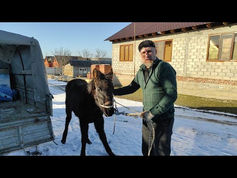 Видео: Купил Жеребенка Карачаевской породы. воспитание с нуля.