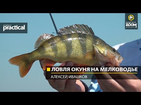 Видео: Ловля окуня на мелководье.  Алексей Ивашков. Anglers Practical