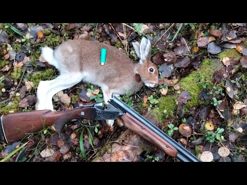 Видео: Охота с русской гончей, заяц добыт. 