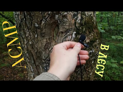 Видео: асмр - агрессивные триггеры в лесу 🌳. последний день лета 🌅(lo-fi)