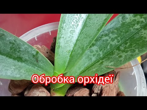 Видео: Обробка і порятунок орхідеї "Піко Чіп"🍀🌺