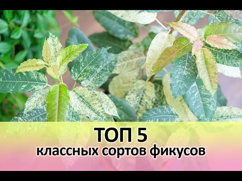 Видео: Топ 5 классных сортов фикусов