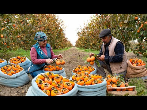 Видео: Последний Урожай Хурмы В Этом Году 🍊 + Уютная Осенняя Выпечка 🍂