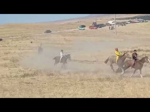 Видео: Аламан бәйге 10-Айналым,07/09/2024ж Қырғызстан,Талас облысы,Манас аулы, 1-орын Шакин аға