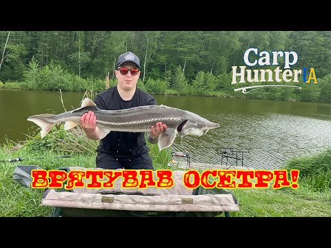 Видео: 😱Врятував осетра!😱 Зловив 2 осетри й коропа — одного осетра довелося рятувати! 🎣