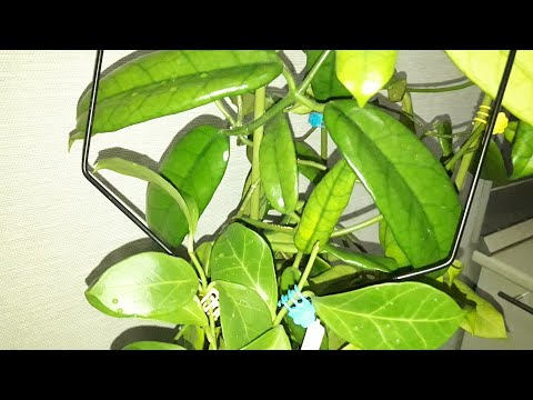 Видео: КОМНАТНЫЕ РАСТЕНИЯ(ЦВЕТЫ).НОВИНОЧКА И ЦВЕТОЧНЫЕ ДЕЛА.