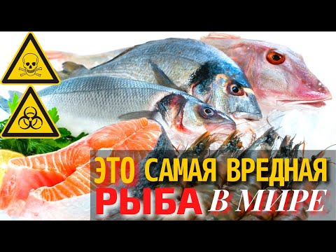 Видео: Самая Вредная Рыба в Мире | Самая Опасная для Здоровья Рыба